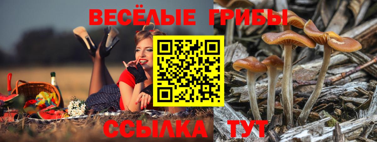 Псилоцибиновые грибы Psilocybe  Вход с VPN  Стрежевой  Галлюциногенные грибы мицелий 